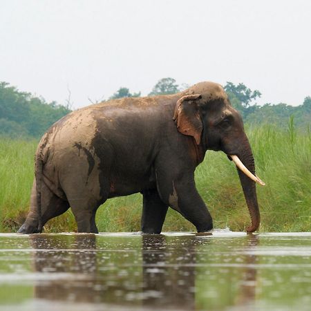 Hotel Family House - Bardia National Park Bardiya Exterior foto